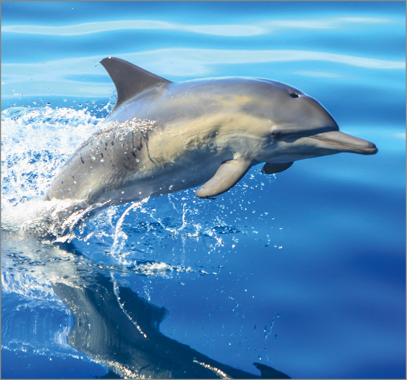 Delphin Technology AG Bild 1